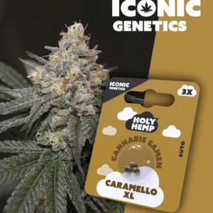 Caramello XL Iconic Genetics