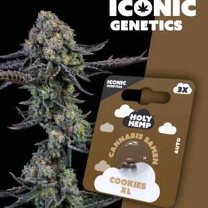 Cookies XL Iconic Genetics