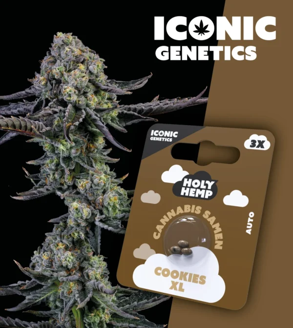 Cookies XL Iconic Genetics