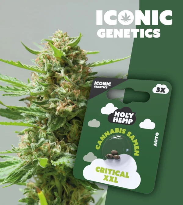 Critical XXL Iconic Genetics