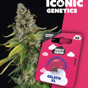 Gelato XL Iconic Genetics