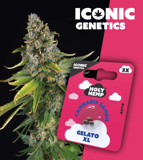Gelato XL Iconic Genetics