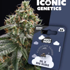 NL X Big Buds Iconic Genetics
