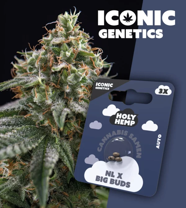 NL X Big Buds Iconic Genetics