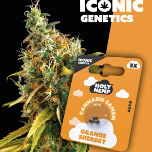 Orange Sherbet Iconic Genetics