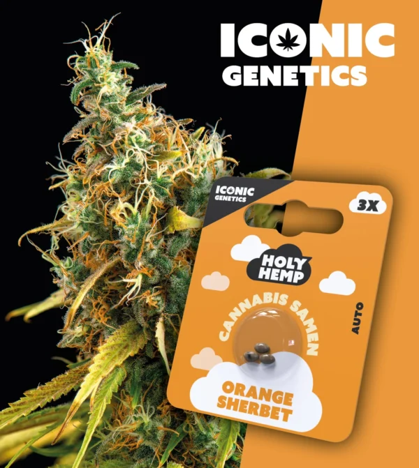 Orange Sherbet Iconic Genetics