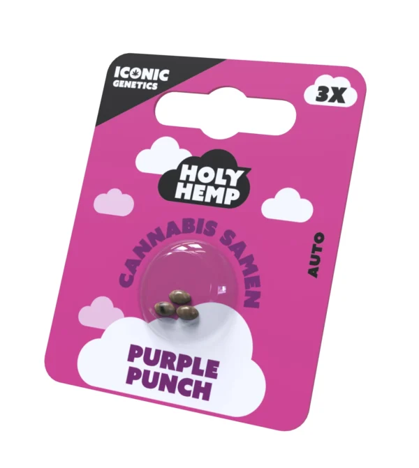 Purple Punch Cannabissamen Frontansicht