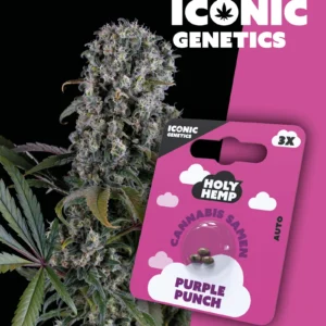 Purple Punch Iconic Genetics