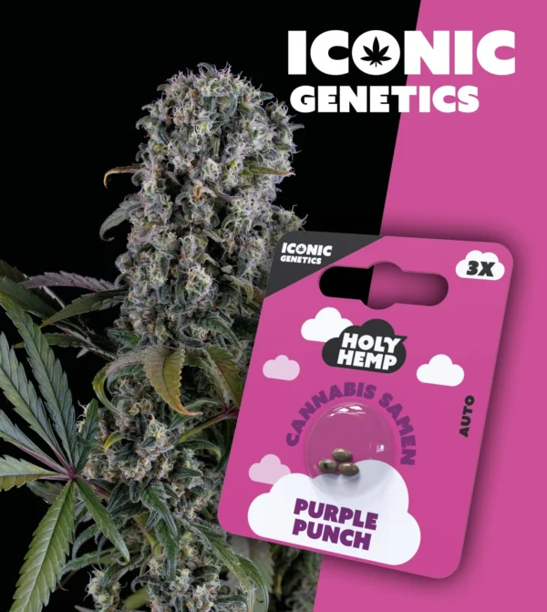 Purple Punch Iconic Genetics