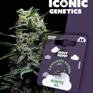 Runtz XL Iconic Genetics