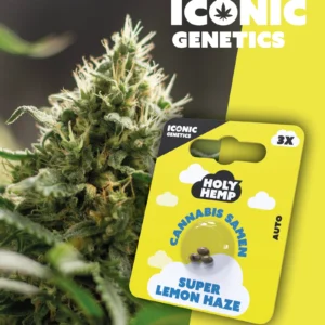 Super Lemon Haze Iconic Genetics