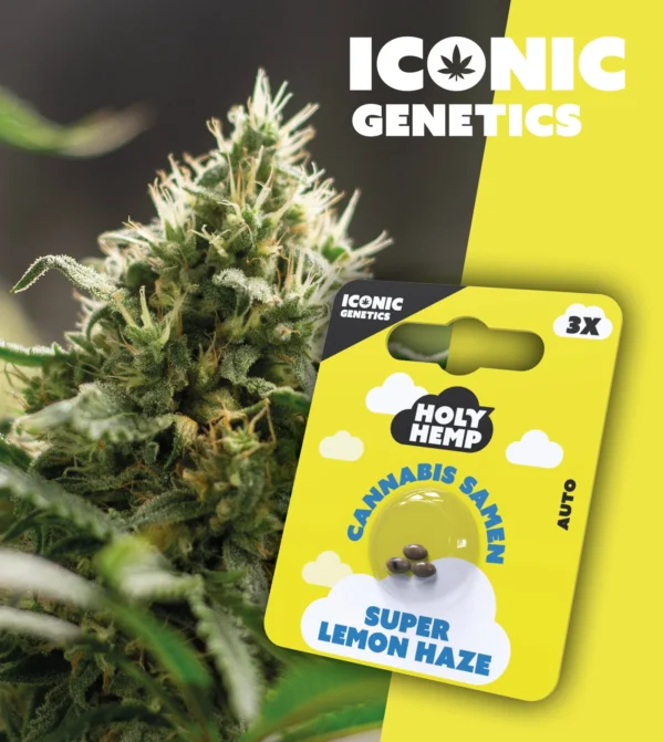 Super Lemon Haze Iconic Genetics